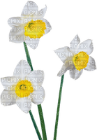 chantalmi fleur narcisse jonquille blanche - gratis png