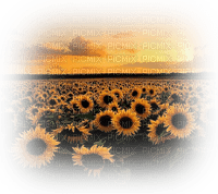 Sunflowers - bezmaksas png