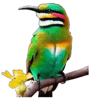 nbl-bird - PNG gratuit