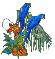 Papageien - GIF animado grátis