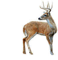 deer bp - безплатен png