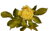 yellow rose gif - GIF animé gratuit
