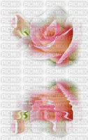 chantalmi fond gif rose fleur - Бесплатный анимированный гифка