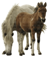 Horse - png grátis