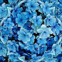 background hintergrund fondo flowers milla1959