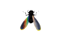 fly - Ücretsiz animasyonlu GIF