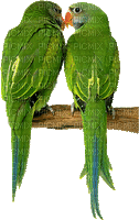 patymirabelle oiseau perroquet - Nemokamas animacinis gif