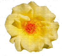 trandafir - фрее пнг