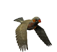 Pájaro de pico rojo - GIF animado gratis