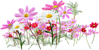 flores*kn* - PNG gratuit