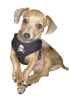 Mason's Puppy - Безплатен анимиран GIF
