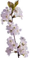 Kwiaty drzewo 1 - ücretsiz png