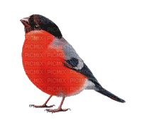 птица, гиф, Карина - 免费动画 GIF
