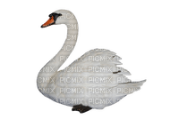 Kaz_Creations Swan Bird - png ฟรี