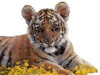 bébé tigre - Free animated GIF