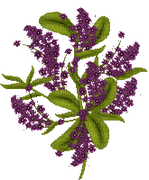 virág - Бесплатный анимированный гифка