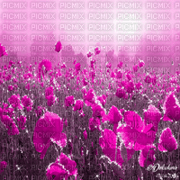 dolceluna poppy poppies field animated background - Animovaný GIF zadarmo