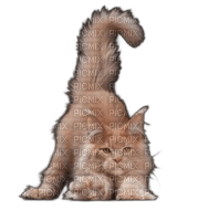 animalss cats nancysaey - kostenlos png