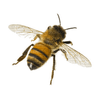 Bee Honey - Bogusia - png gratis