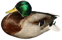 duck - zdarma png