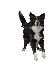 cão - Gratis animerad GIF