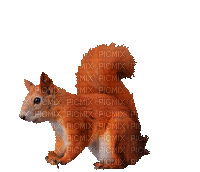 squirrel - Nemokamas animacinis gif