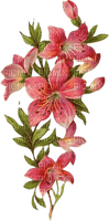 red lilies - δωρεάν png