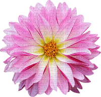 Kaz_Creations Deco Flowers Flower Colours