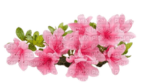 Azalea flower - zadarmo png