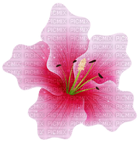 pink lily flower pink fleur lis