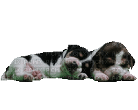 Sleeping Puppies - Бесплатный анимированный гифка