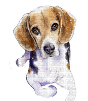 maj beagle - png gratuito