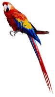 springtimes summer parrot bird - безплатен png