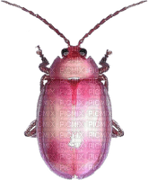 pink beetle - 免费PNG