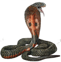 Serpent.S - ücretsiz png