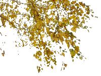 AUTUMN/LEAVES BORDER GIF automne feuilles BORDURE - 無料のアニメーション GIF