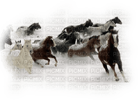 chevaux - nemokama png