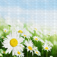 Y.A.M._Summer background flowers - nemokama png