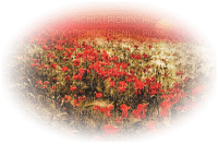 loly33 poppy coquelicot - zdarma png