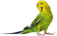 birds budgerigar bp - бесплатно png