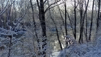 talvi, winter, effect, liikeanimaatio - Darmowy animowany GIF