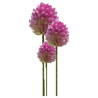 Flowers - Ingyenes animált GIF