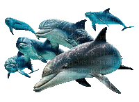 dolphins bp - 免费动画 GIF