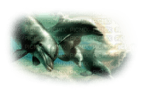 patymirabelle animaux dauphins - ücretsiz png