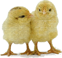 easter-chicken - 免费PNG