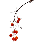 winter berries Bb2 - darmowe png