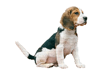 Kaz_Creations Animated Dog Pup - 免费动画 GIF