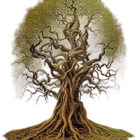 tree -root - PNG gratuit