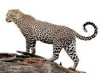 leopard - bezmaksas png