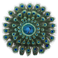 Peacock feathers - besplatni png